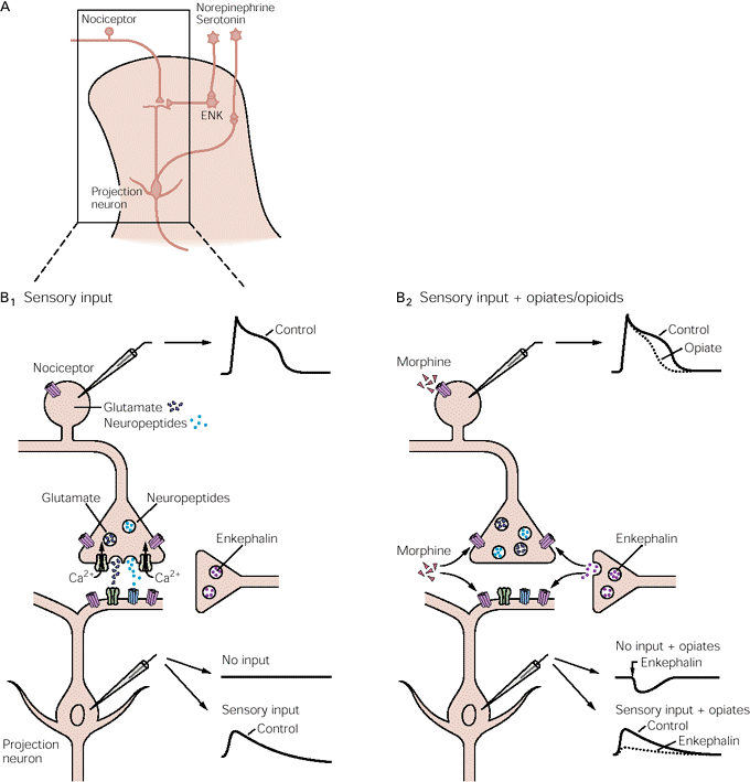 presynaptic-inhibition